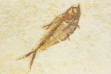 Detailed Fossil Fish (Diplomystus) - Wyoming #373754-1